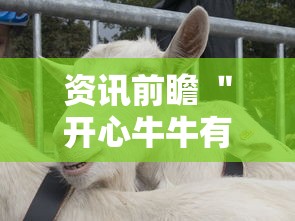 资讯前瞻 ＂开心牛牛有挂吗”真的有挂