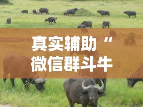 真实辅助“微信群斗牛怎么开挂”附透视挂详细教程