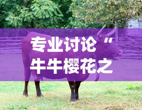专业讨论“牛牛樱花之盛有挂吗”(其实是有挂)