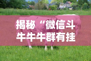 揭秘“微信斗牛牛牛群有挂吗”详细辅助软件教程